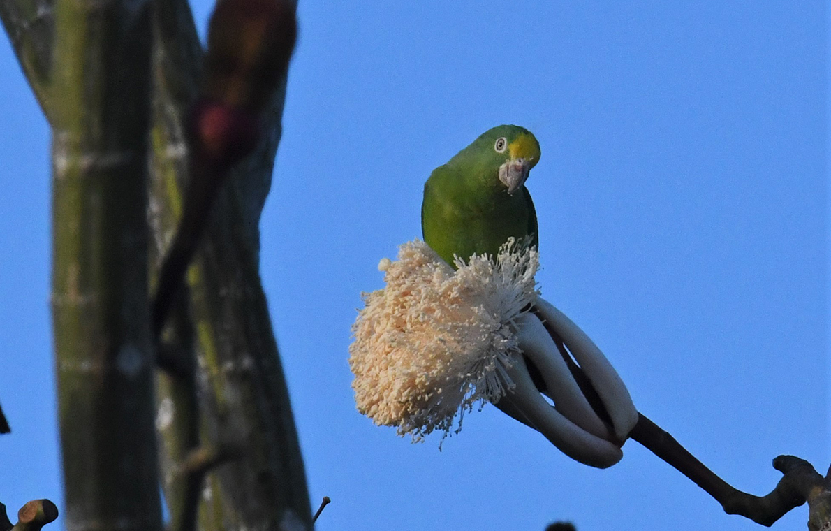 pássaro na árvore na amazonia