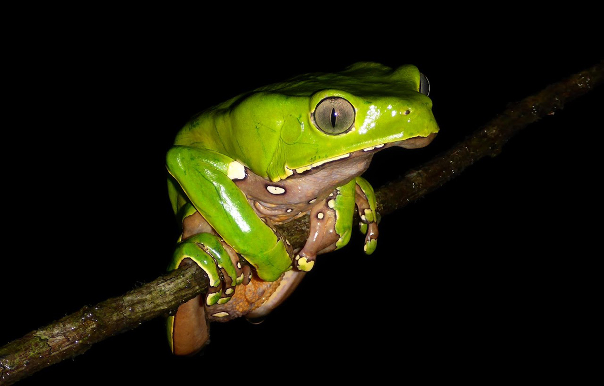 amazonia expeditions um sapo verde fotogrado na floresta