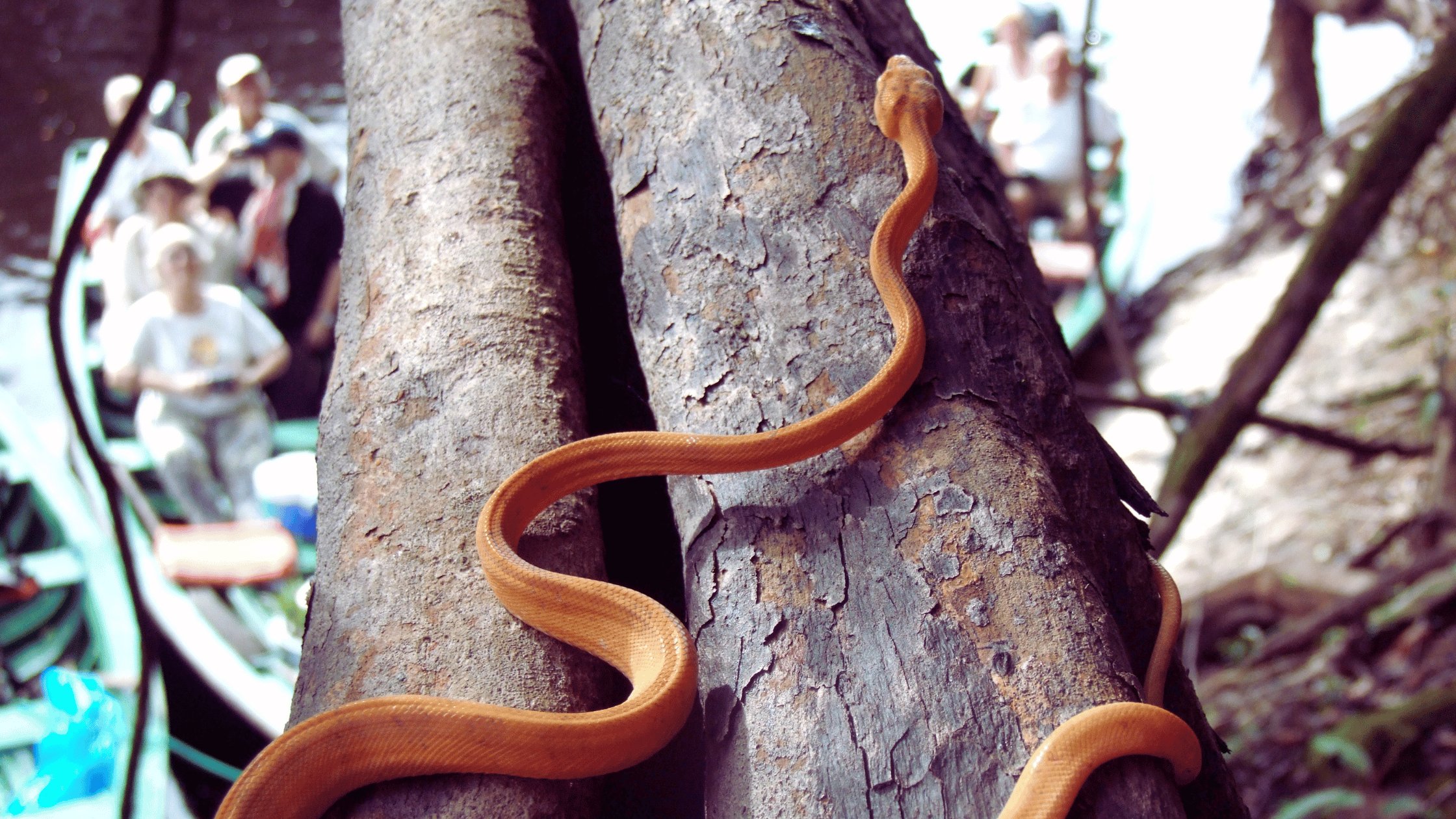 foto de uma cobra laranja em um tronco de árvore na amazônia
