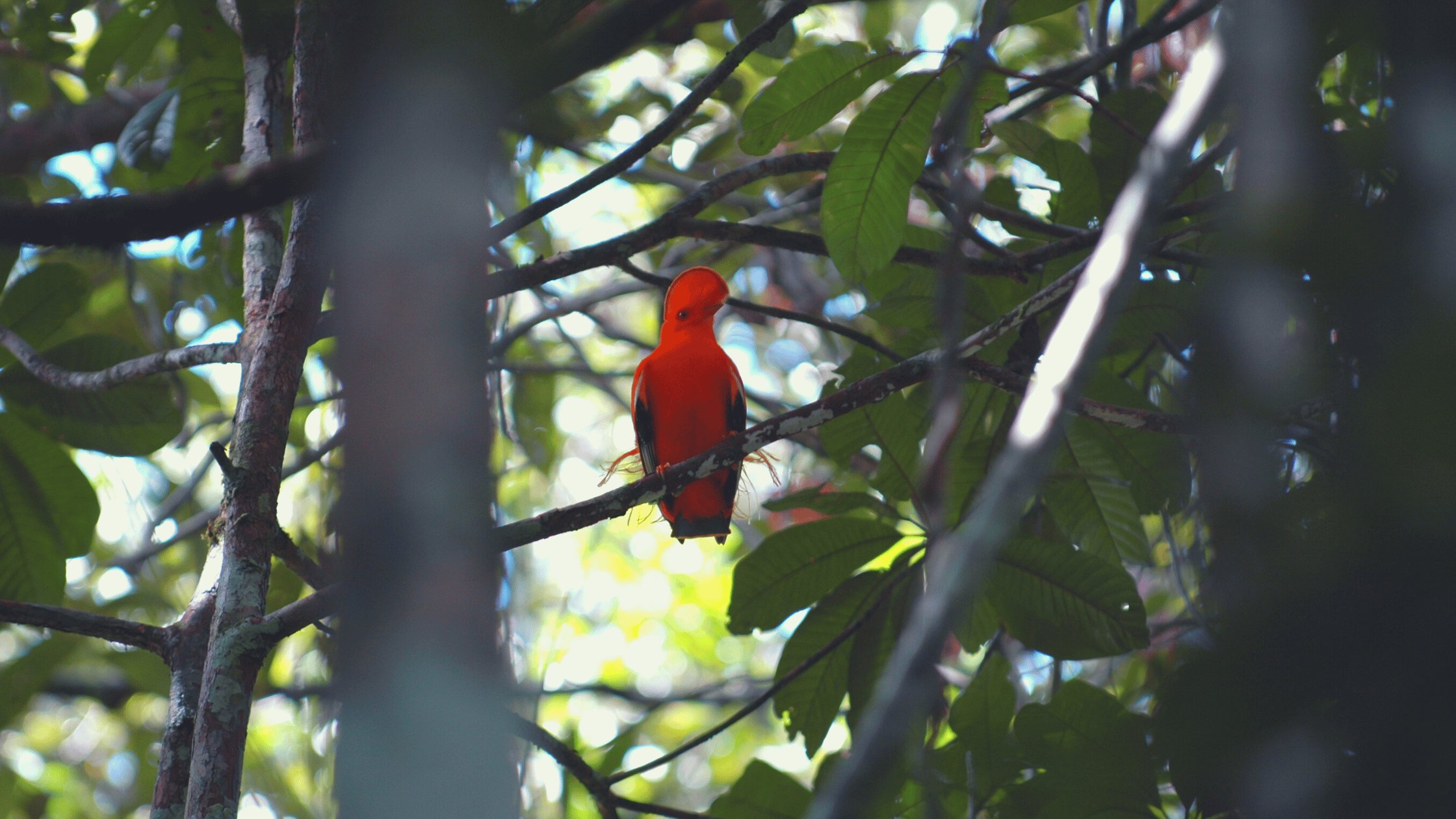 pássaro laranja na floresta amazônica
